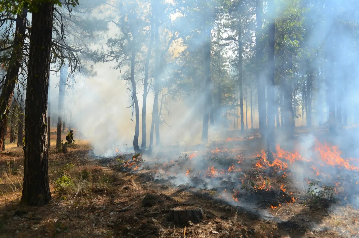 Panache de fumée d'un feu de forêt